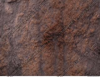 Photo Textures of Fur